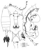 Espce Labidocera muranoi - Planche 3 de figures morphologiques