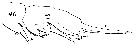Espce Euchaeta marina - Planche 25 de figures morphologiques