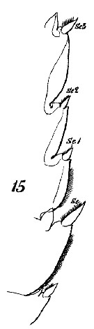 Espce Euchaeta marina - Planche 26 de figures morphologiques