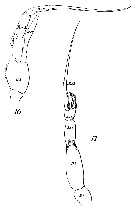 Espce Euchaeta marina - Planche 29 de figures morphologiques
