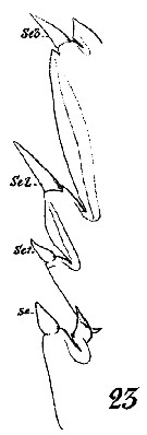 Espce Euchaeta marina - Planche 32 de figures morphologiques
