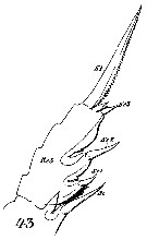 Espce Paraeuchaeta norvegica - Planche 19 de figures morphologiques