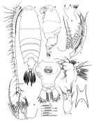 Espce Pontella labuanensis - Planche 1 de figures morphologiques