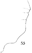 Espce Paraeuchaeta norvegica - Planche 17 de figures morphologiques