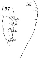 Espce Euchaeta longicornis - Planche 8 de figures morphologiques