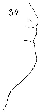 Espce Euchaeta spinosa - Planche 18 de figures morphologiques