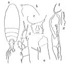 Espce Euchirella venusta - Planche 1 de figures morphologiques