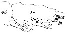 Espce Paraeuchaeta flava - Planche 2 de figures morphologiques