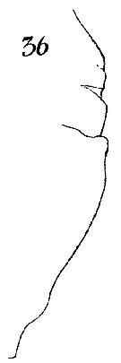Espce Euchaeta media - Planche 21 de figures morphologiques