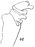 Espce Paraeuchaeta grandiremis - Planche 4 de figures morphologiques