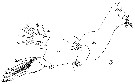 Espce Paraeuchaeta hebes - Planche 16 de figures morphologiques