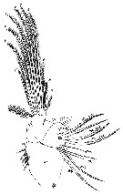 Espce Paraeuchaeta hebes - Planche 17 de figures morphologiques