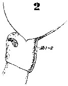 Espce Calanus hyperboreus - Planche 7 de figures morphologiques