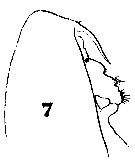 Espce Calanoides carinatus - Planche 28 de figures morphologiques