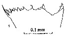 Espce Neocalanus gracilis - Planche 23 de figures morphologiques