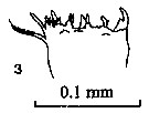 Espce Aetideus acutus - Planche 15 de figures morphologiques