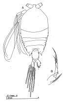 Espce Pontellina plumata - Planche 2 de figures morphologiques