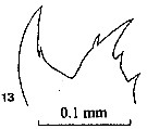 Espce Haloptilus plumosus - Planche 2 de figures morphologiques