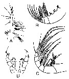 Espce Haloptilus plumosus - Planche 1 de figures morphologiques