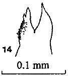 Espce Candacia elongata - Planche 7 de figures morphologiques