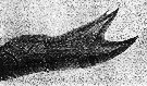 Espce Haloptilus longicornis - Planche 22 de figures morphologiques