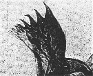 Espce Monacilla typica - Planche 19 de figures morphologiques
