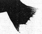 Espce Neocalanus gracilis - Planche 24 de figures morphologiques