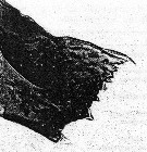 Espce Pareucalanus sewelli - Planche 11 de figures morphologiques