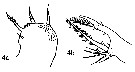 Espce Copilia vitrea - Planche 4 de figures morphologiques