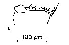 Espce Calocalanus pavo - Planche 15 de figures morphologiques