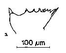 Espce Calanoides natalis - Planche 12 de figures morphologiques
