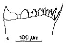 Espce Eucalanus hyalinus - Planche 23 de figures morphologiques