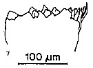 Espce Rhincalanus nasutus - Planche 27 de figures morphologiques