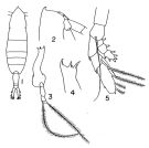 Espce Augaptilus spinifrons - Planche 1 de figures morphologiques