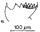 Espce Temora stylifera - Planche 22 de figures morphologiques