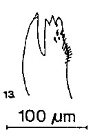 Espce Candacia bipinnata - Planche 25 de figures morphologiques