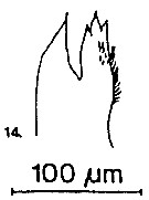 Espce Candacia armata - Planche 7 de figures morphologiques