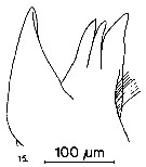 Espce Arietellus setosus - Planche 18 de figures morphologiques