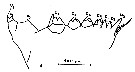 Espce Calanus hyperboreus - Planche 9 de figures morphologiques