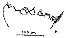 Espce Calanoides acutus - Planche 17 de figures morphologiques