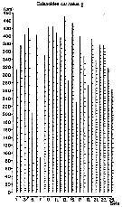 Espce Calanoides natalis - Planche 14 de figures morphologiques