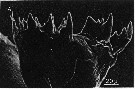 Espce Eucalanus bungii - Planche 8 de figures morphologiques