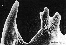 Espce Acartia (Acartiura) longiremis - Planche 12 de figures morphologiques