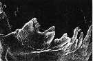Espce Acartia (Acartiura) clausi - Planche 45 de figures morphologiques