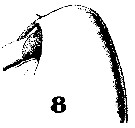 Espce Calanoides patagoniensis - Planche 11 de figures morphologiques