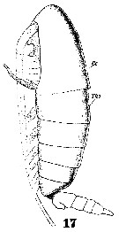 Espce Calanoides patagoniensis - Planche 12 de figures morphologiques