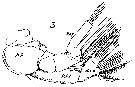 Espce Neocalanus gracilis - Planche 29 de figures morphologiques