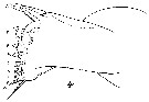 Espce Neocalanus gracilis - Planche 27 de figures morphologiques