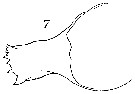 Espce Neocalanus gracilis - Planche 28 de figures morphologiques