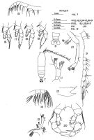 Espce Haloptilus fertilis - Planche 1 de figures morphologiques